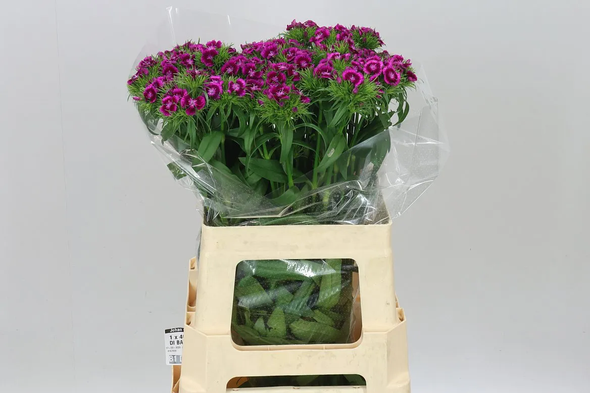 Di Barb Sweet Will Magenta Bicolor • 60 cm