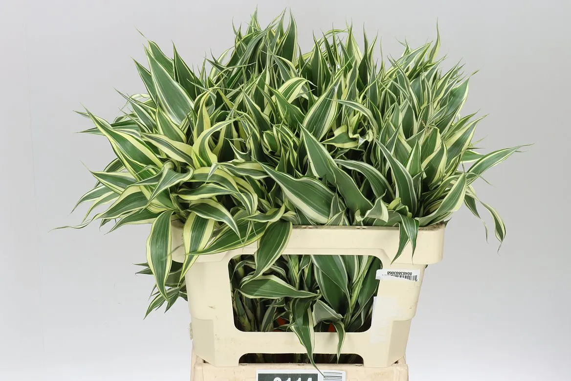 Dracéna San White Green • 60 cm