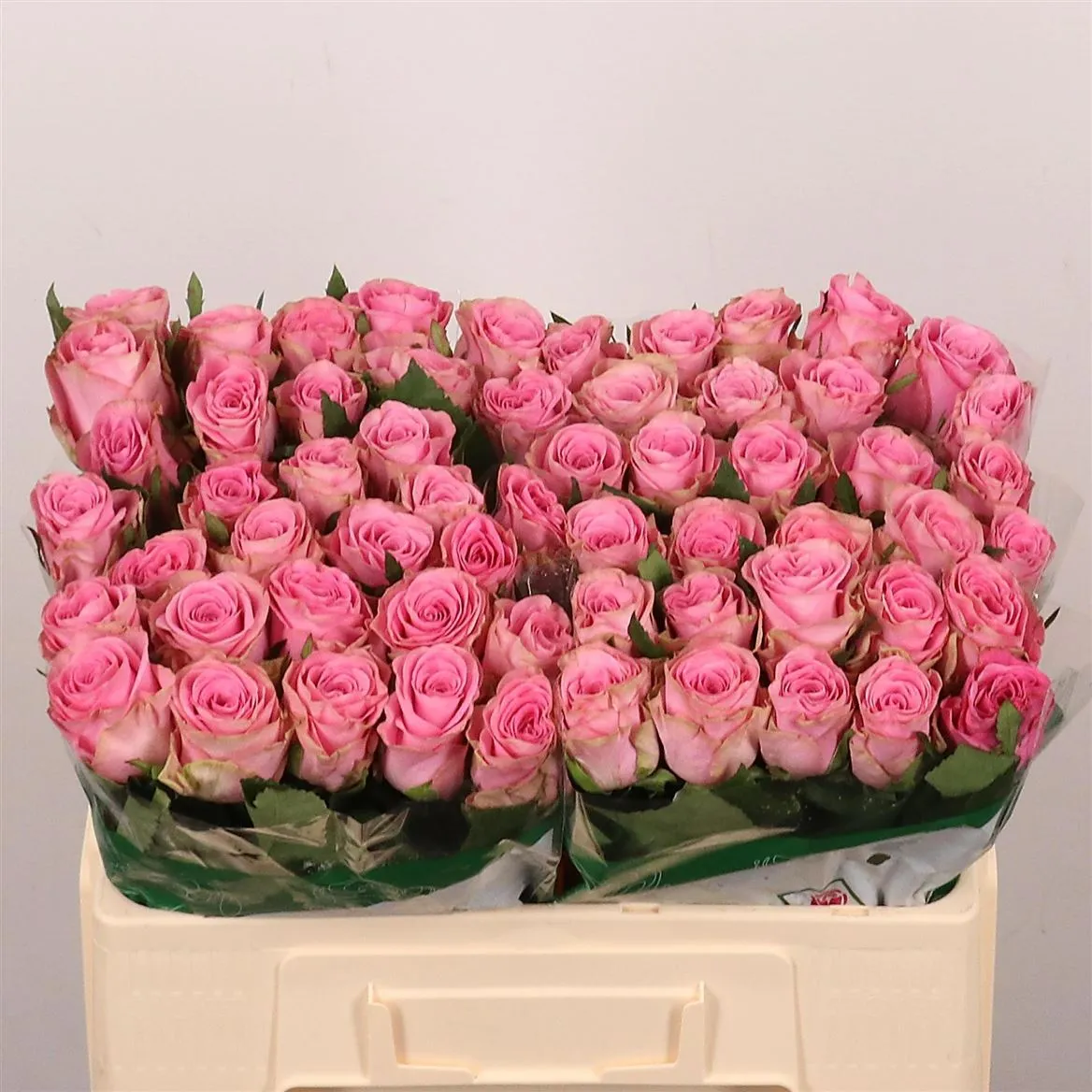 Rosa Gr Renaissance • 50 cm