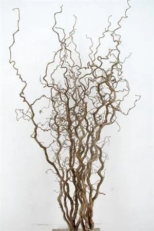 Corylus • 160 cm