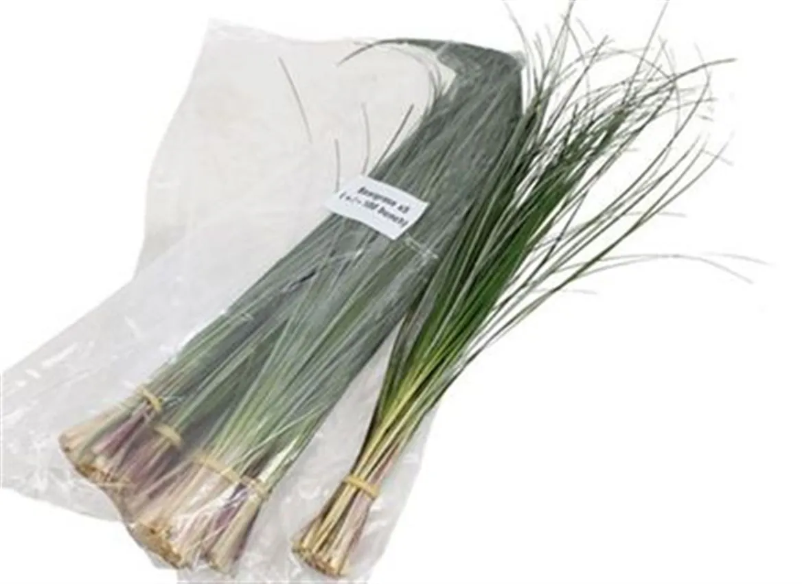 Beargrass Vp X5 • 60 cm