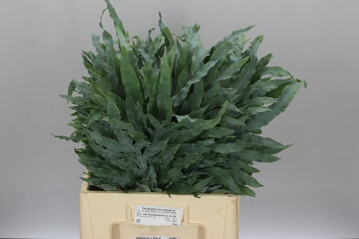 Phlebodium A Blue Star • 65 cm