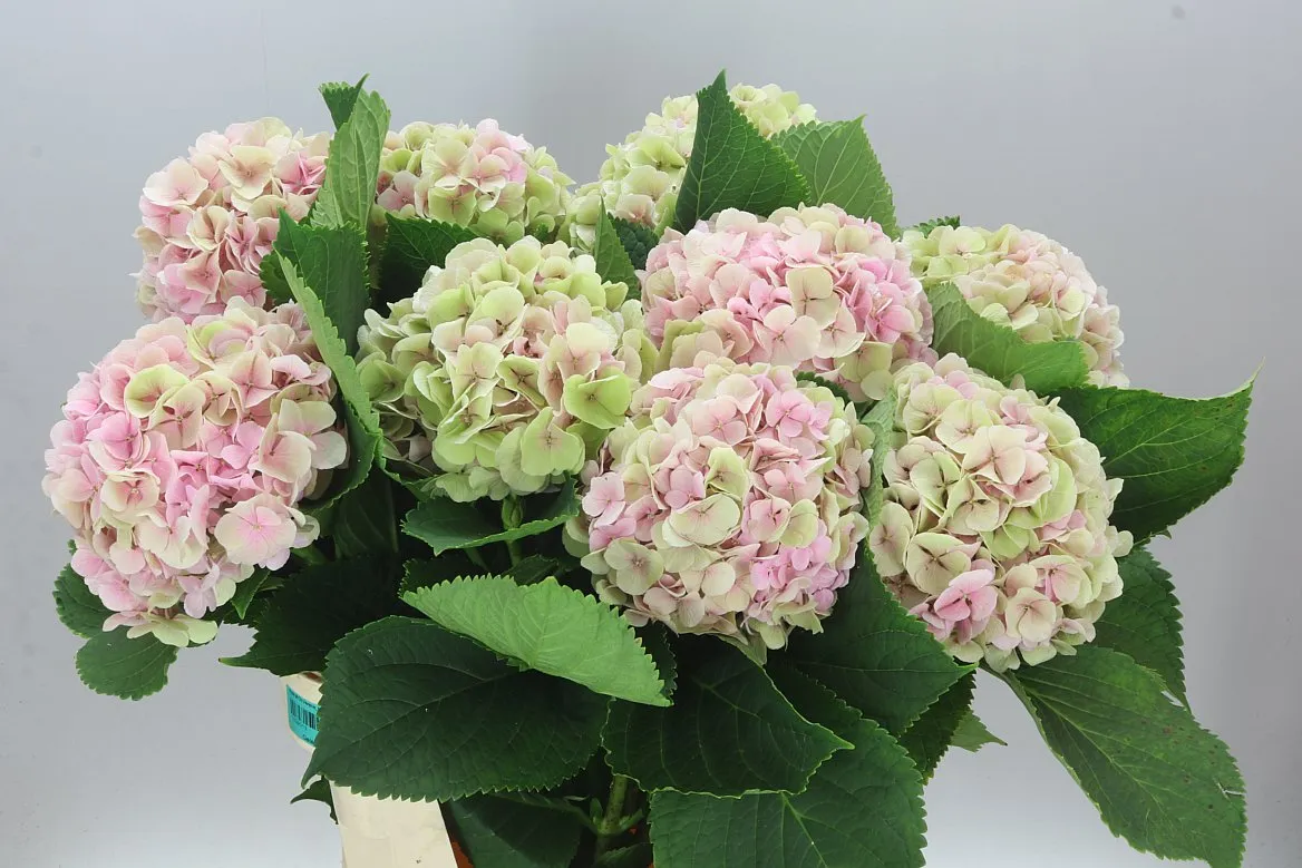 Hortenzia Verena Pink Classic • 80 cm