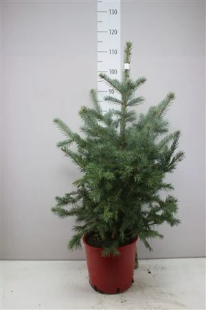 Picea Pungens • črepník 24 cm