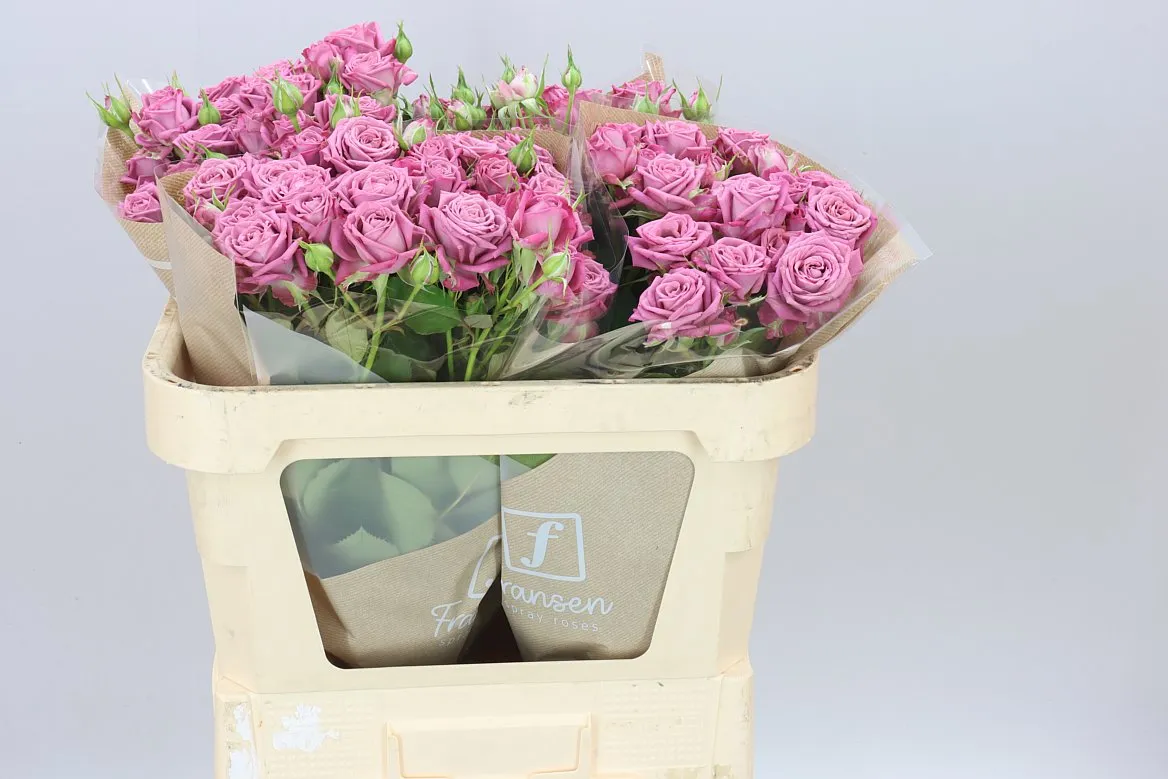 Rosa Tr Purple Queen • 70 cm