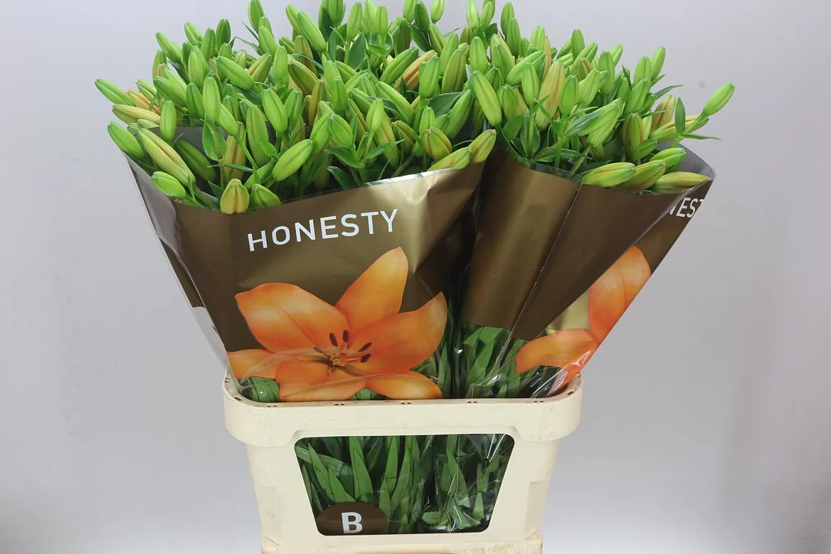 Ľalia LA Honesty • 95 cm