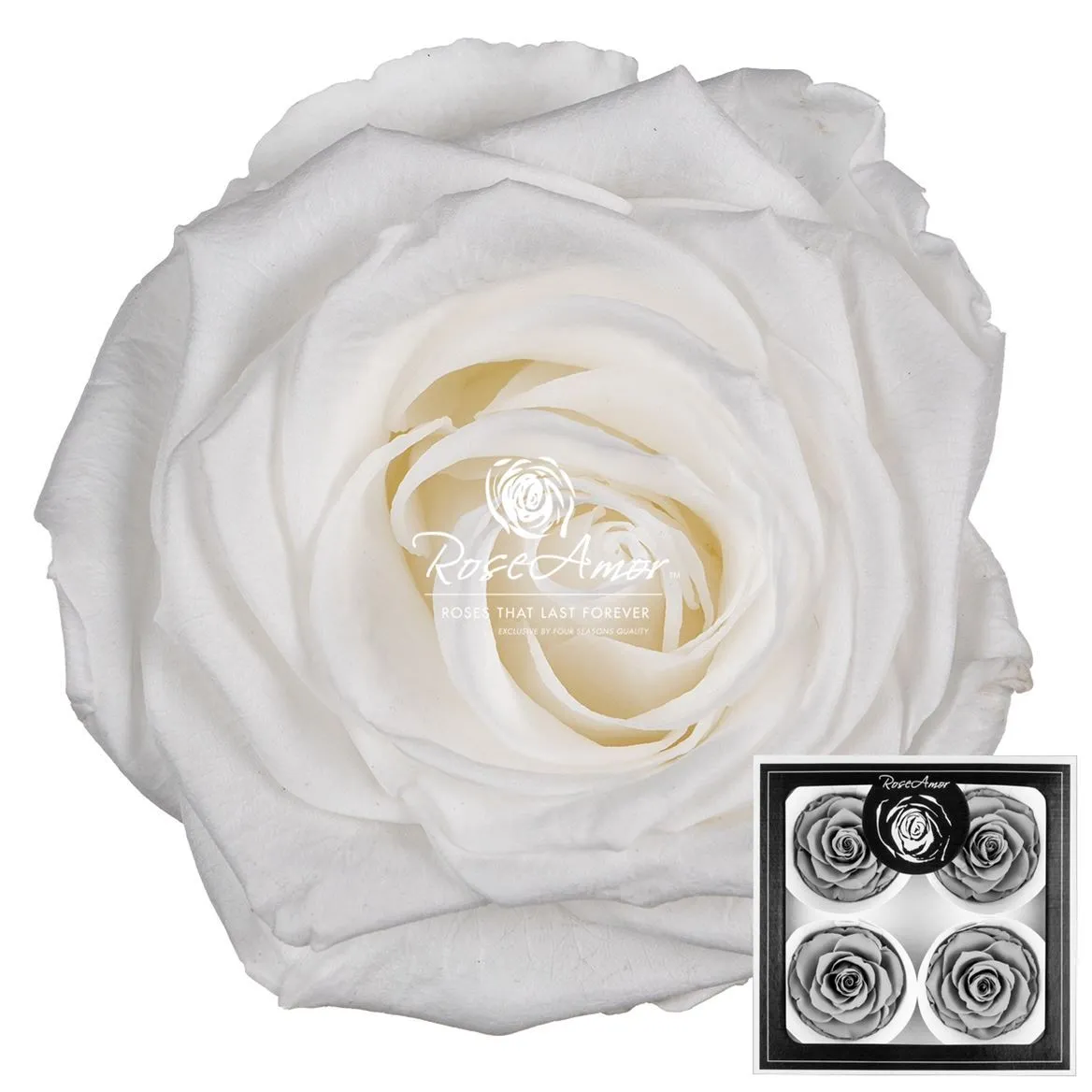 Pres. Bellisima Whi01