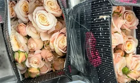 Rosa Tr Ec Vivaldi • 50 cm