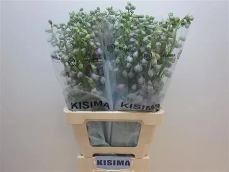 Stračonôžka Elatum Fountain Lavender • 80 cm