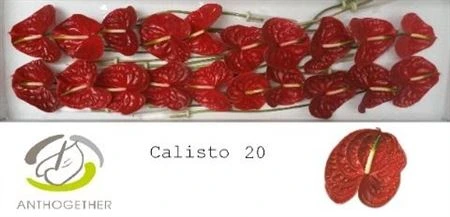 Antúrium Calisto