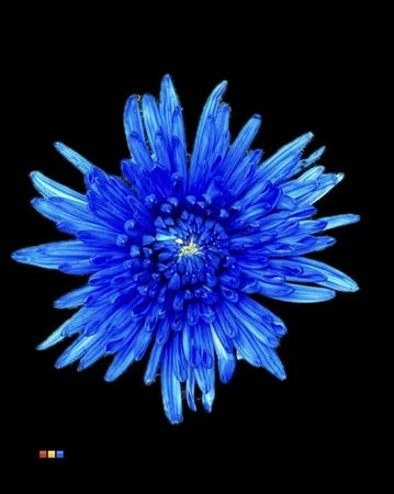 Chryzantéma veľkokvetá Topspin Blue • 70 cm