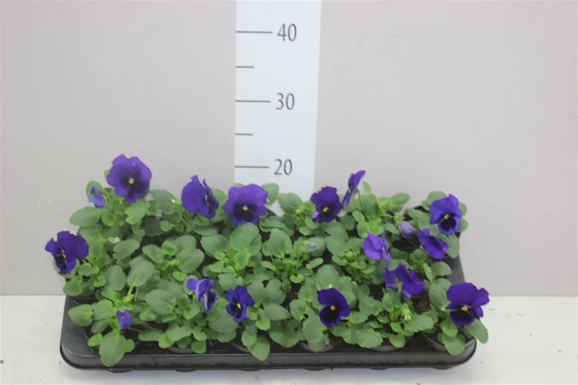 Viola Wi Delta F1 Blue With Blotch • črepník 9 cm