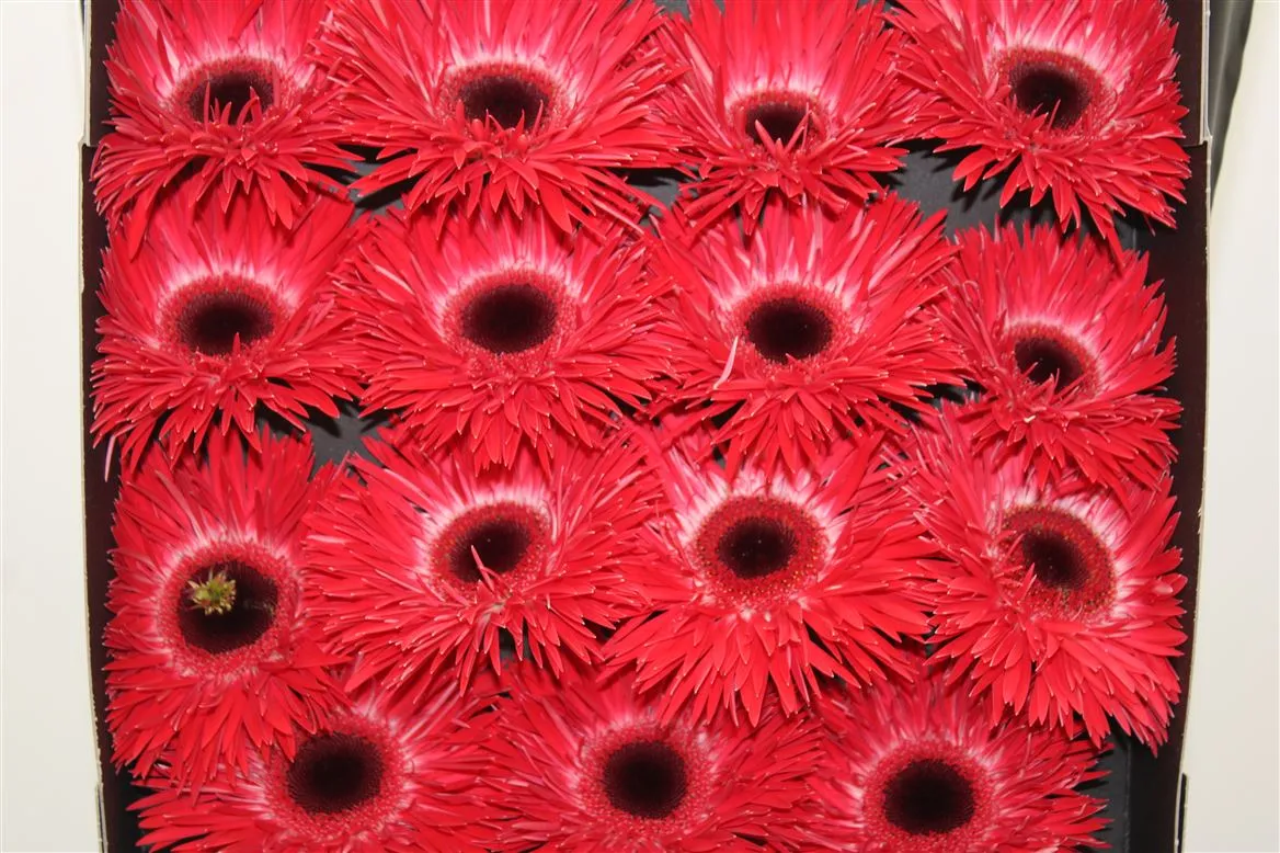 Gerbera Diamond Spider Katie • 55 cm
