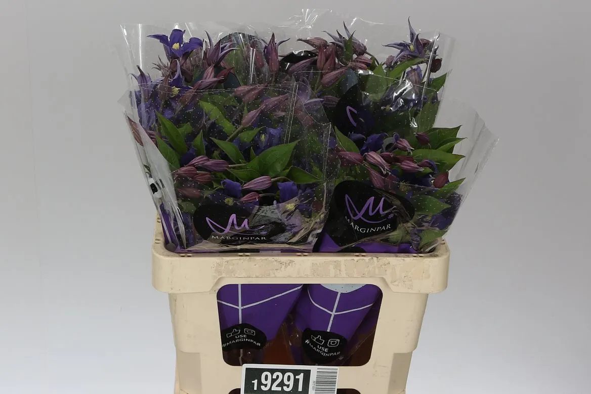 Clematis Blue Pirouette • 60 cm