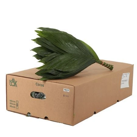 Cocos Medium • 50 cm