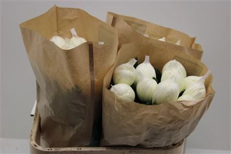 Chryzantéma veľkokvetá Vienna White • 70 cm