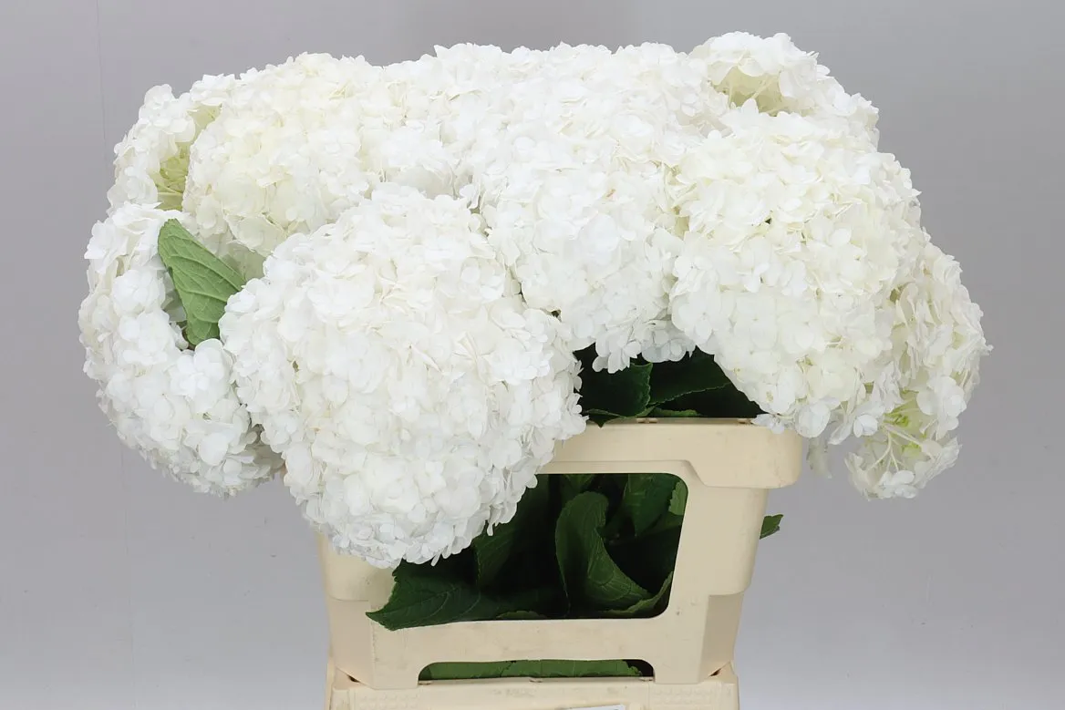 Hortenzia Highnes • 60 cm