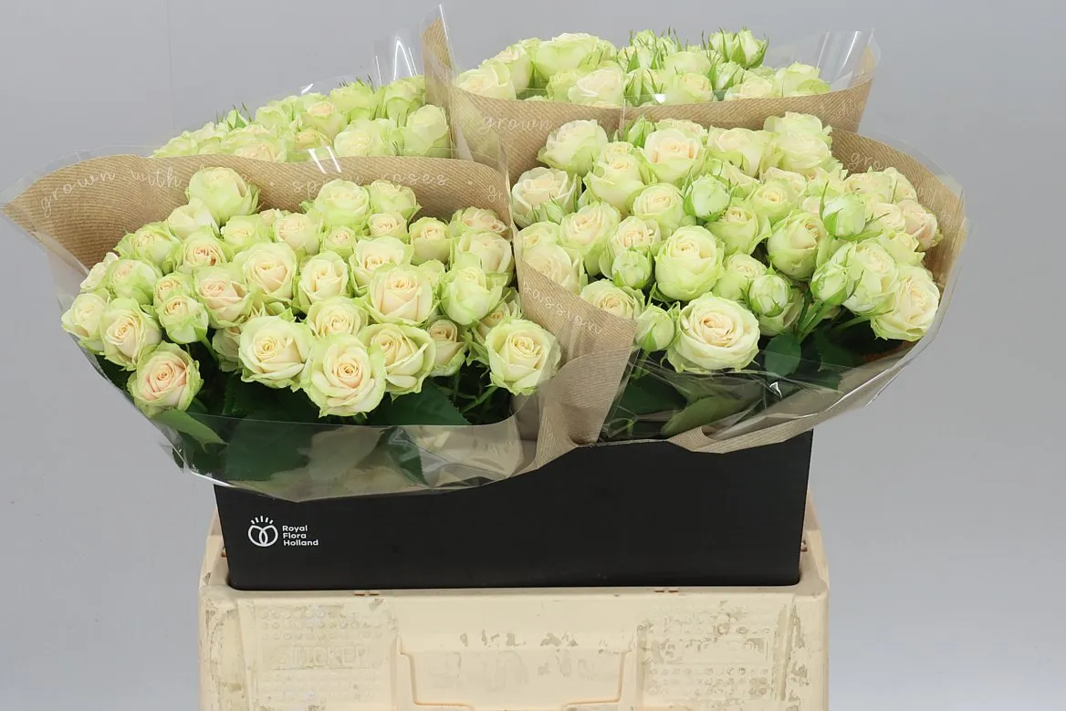 Rosa Tr Whitney • 60 cm