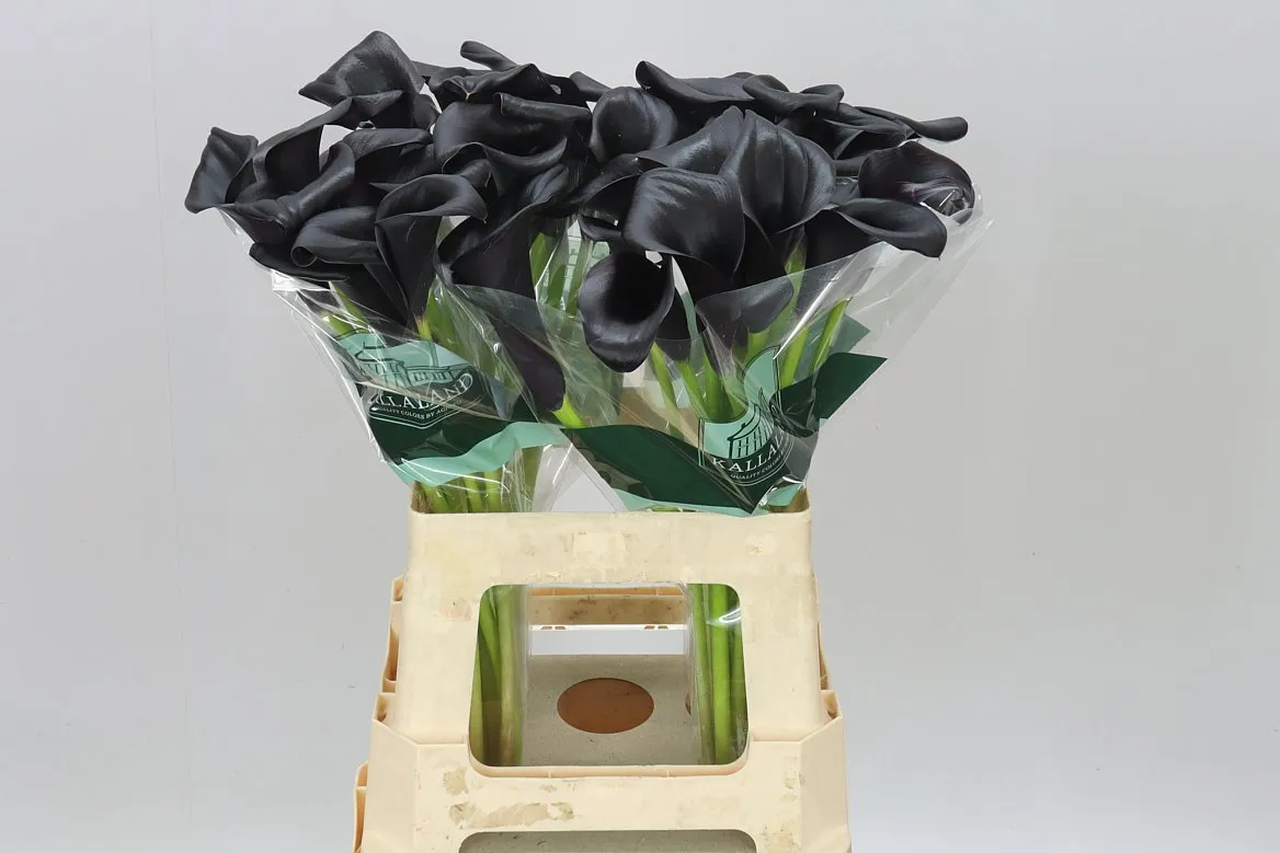 Kala Call Ceara • 60 cm