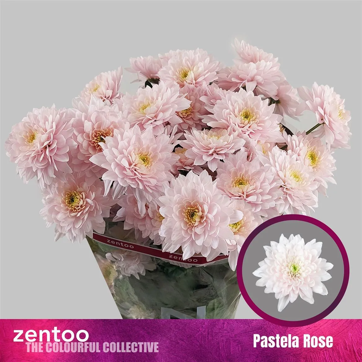 Chryzantéma trsová Pastela Rose • 70 cm