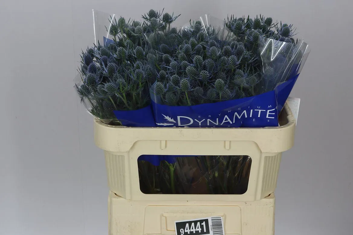 Eryngium Blue Dynamite • 70 cm