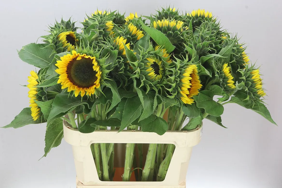Helianthus A Sun Orange • 85 cm