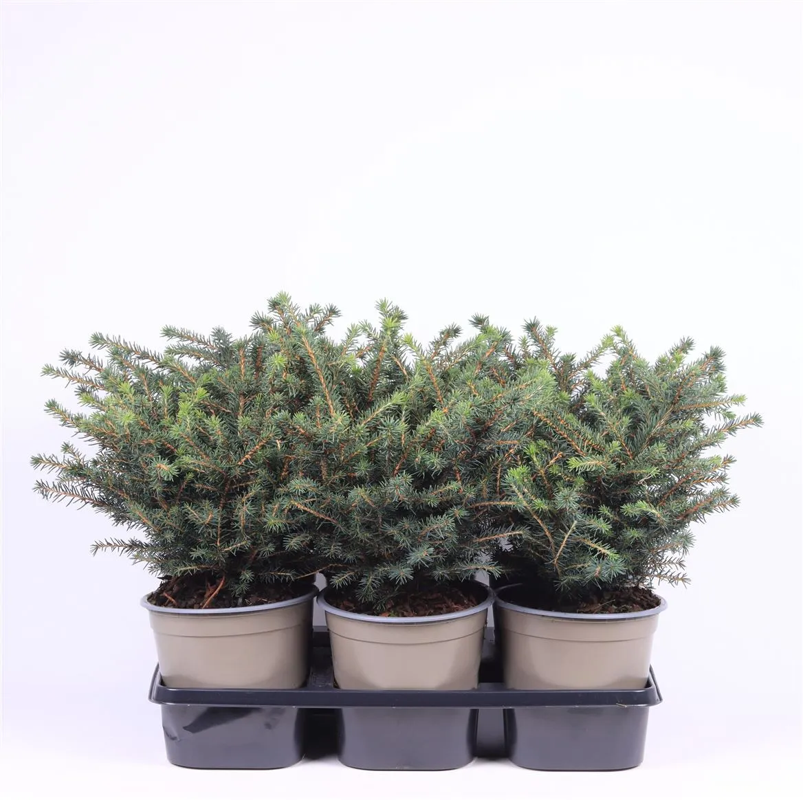 Picea Omorika 'karel' • črepník 15 cm