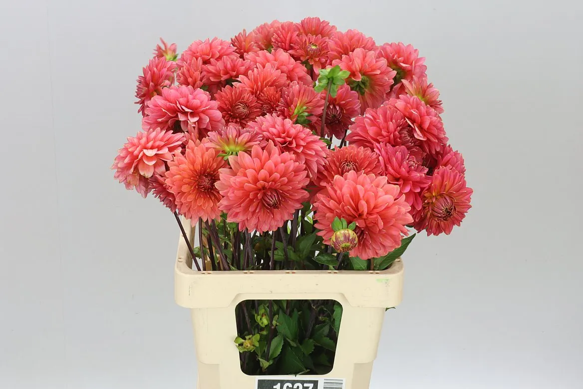 Dahlia Raspberry Baby • 60 cm