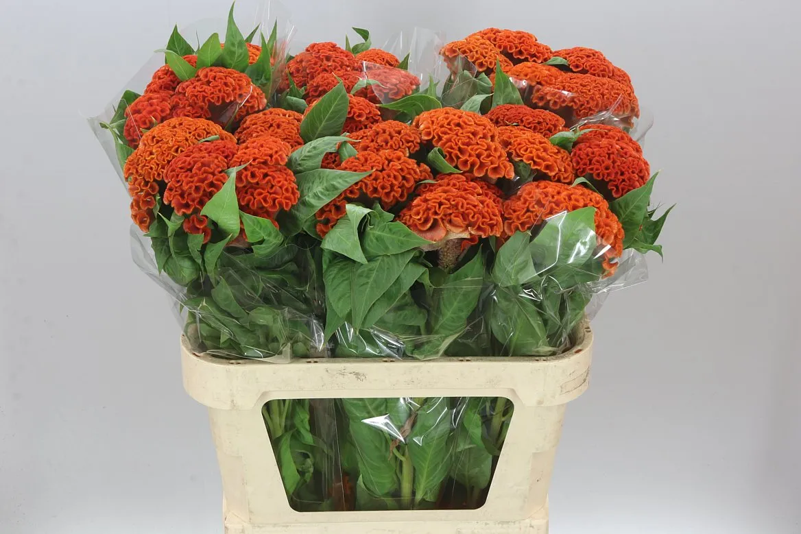 Celosia C Extreme Orange • 75 cm
