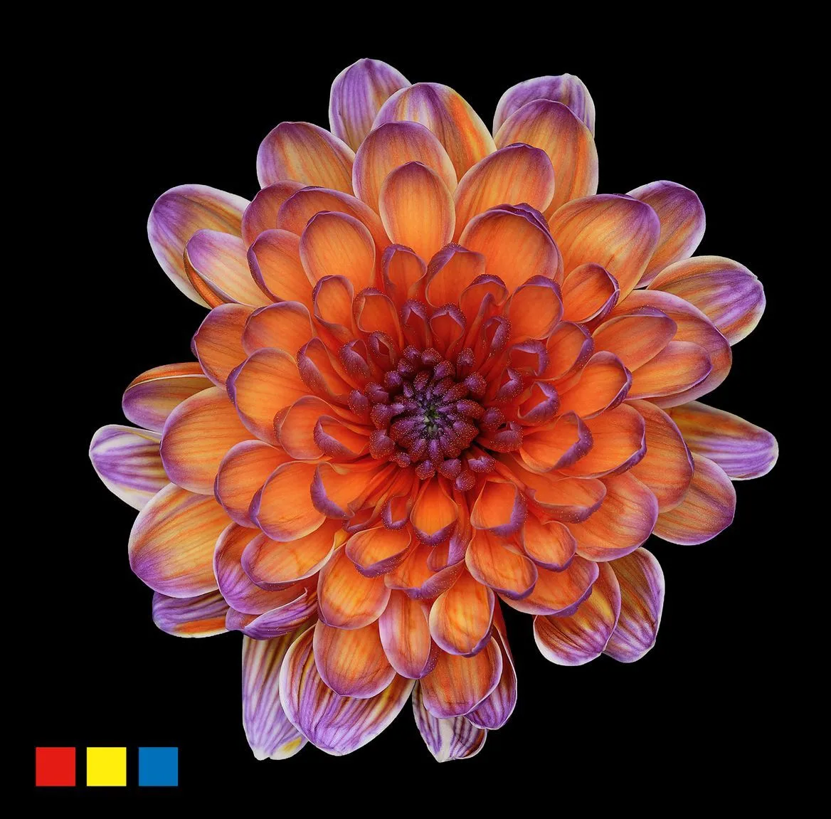 Chryzantéma trsová Altaj Bonaire • 70 cm
