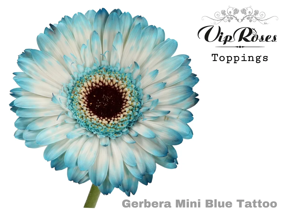 Germini Blue Tattoo • 50 cm
