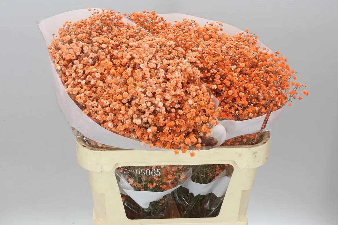Gypsofila Absorbed Orange • 80 cm