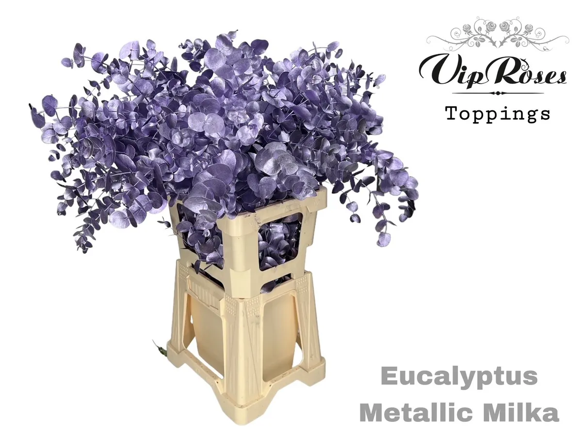 Eukalyptus Cinerea Metallic Milka 300gr • 65 cm