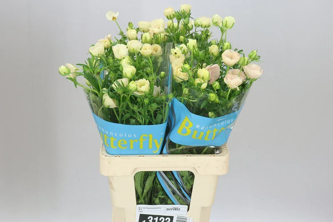 Ranuncul Butterfly Melissa • 70 cm