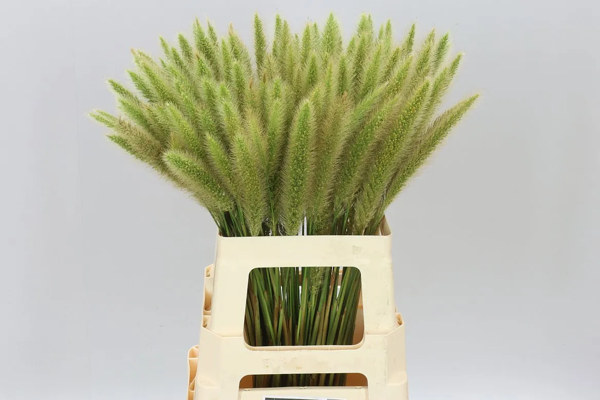 Pennisetum • 65 cm