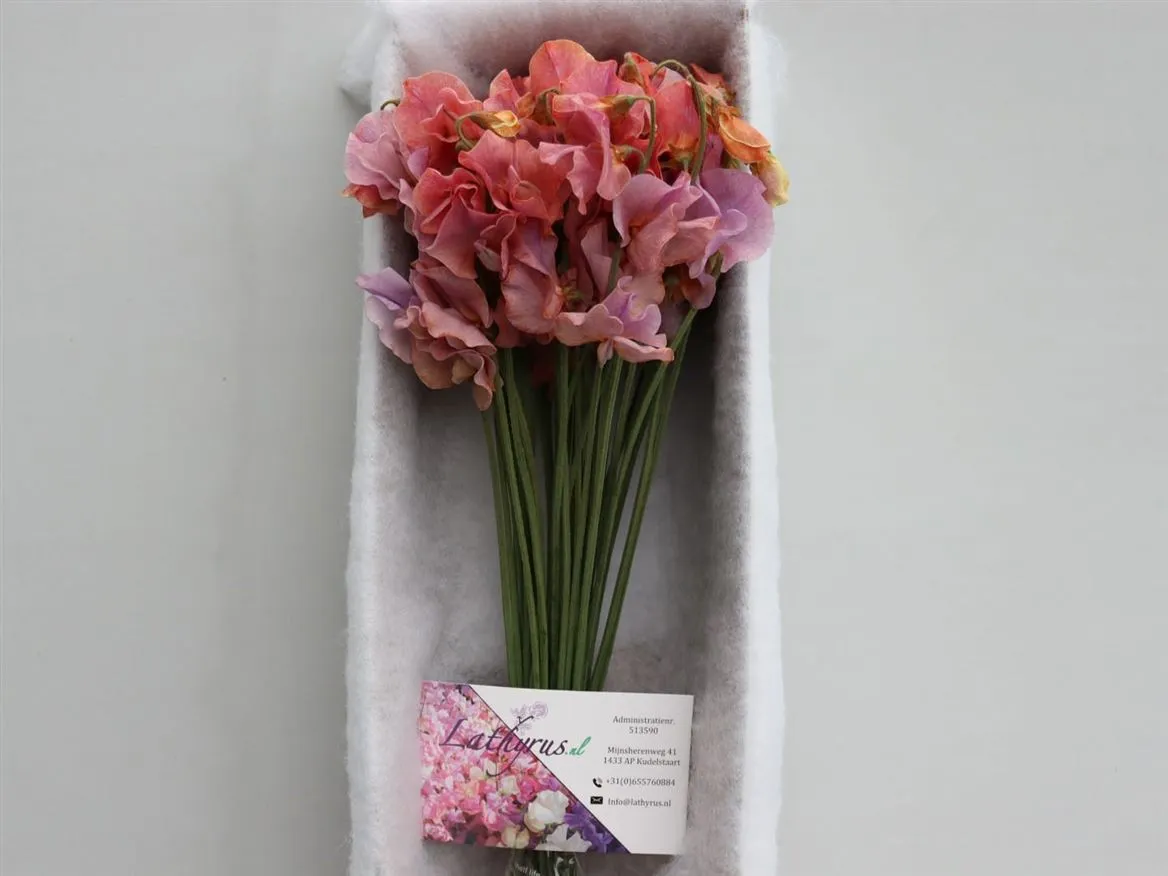 Hrachor farbený Lavendel Magic Box • 35 cm