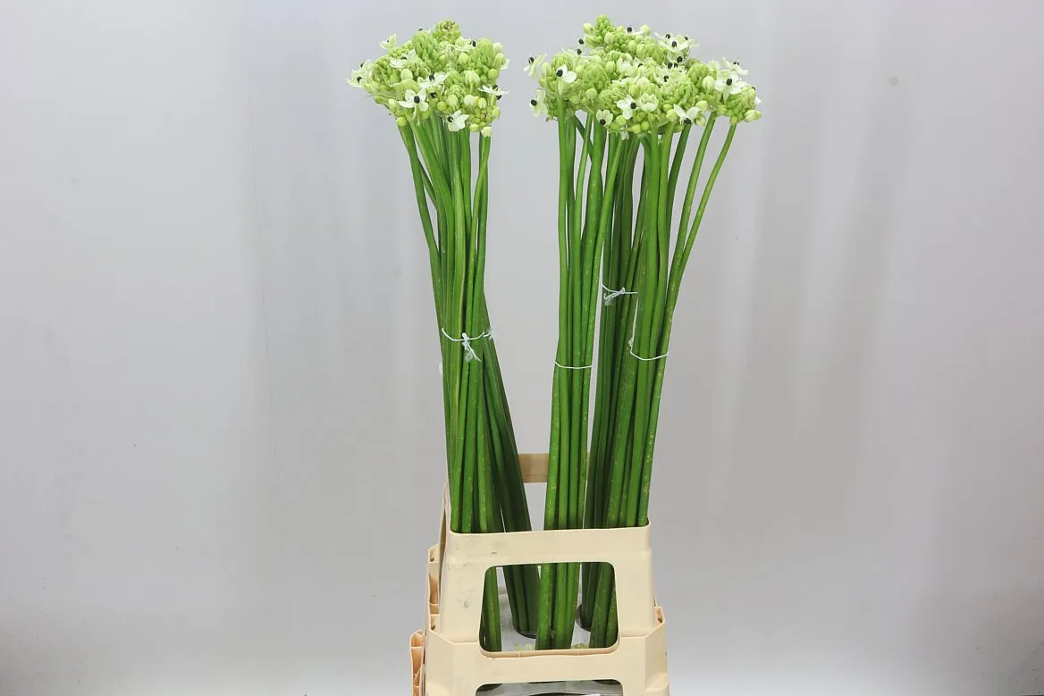 Ornithogalum Saundersiae • 90 cm