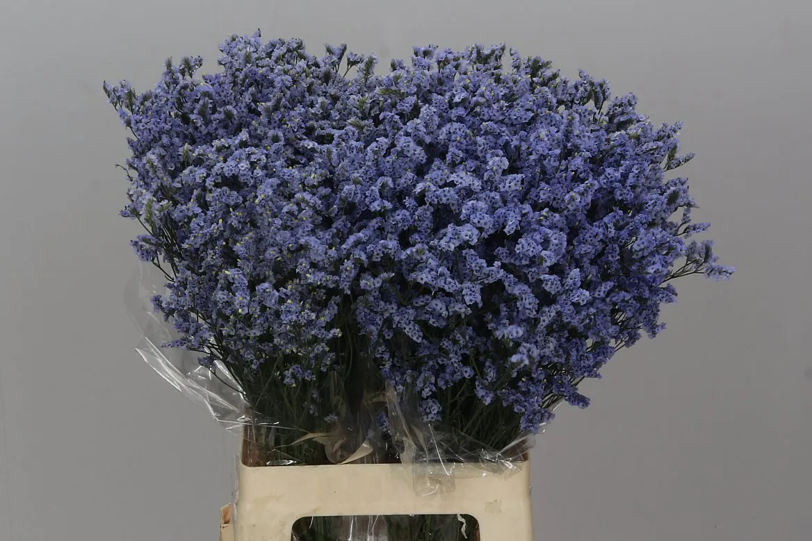 Limónium Sin China Lavender • 70 cm
