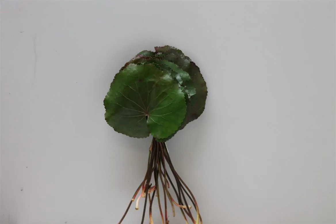 Galax Mini • 8 cm