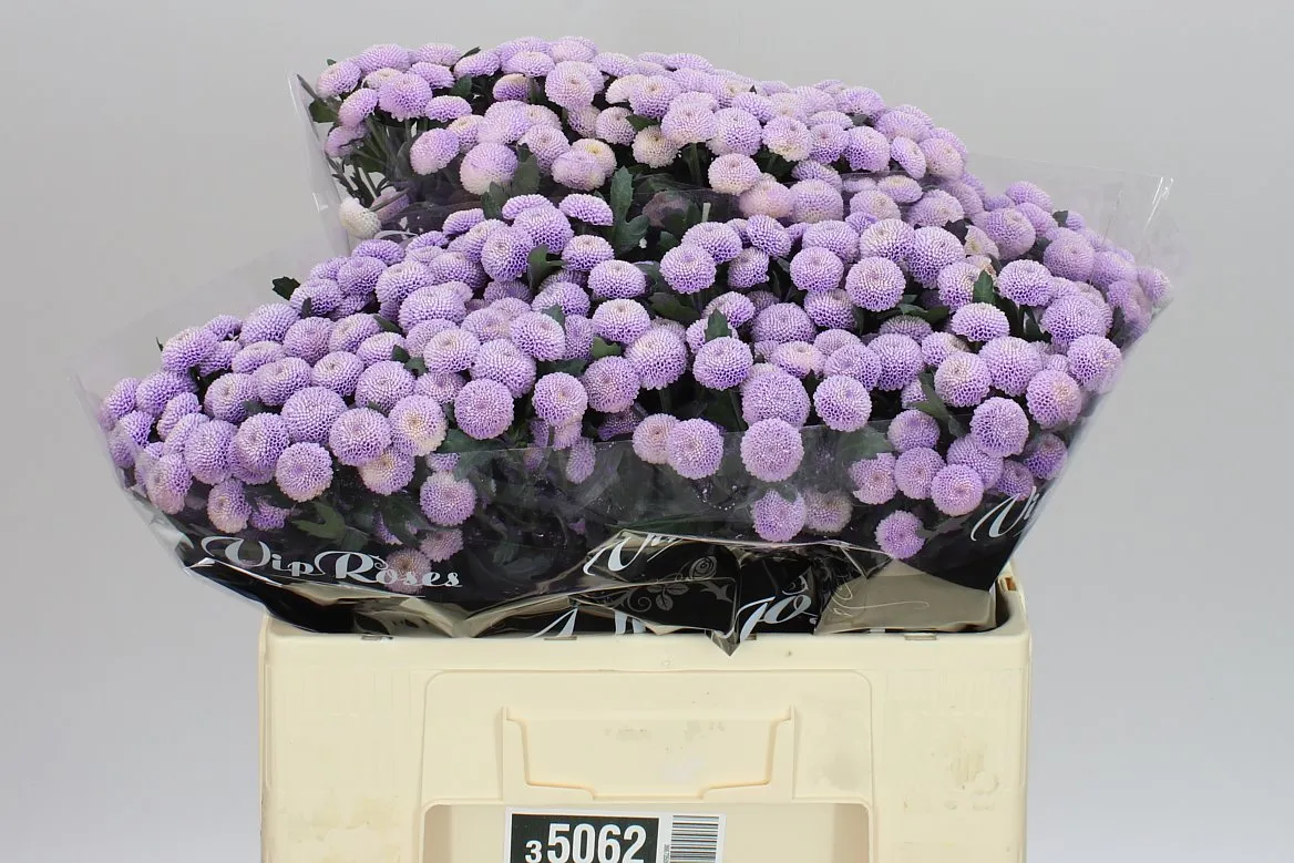 Chryzantéma santini Vip Dusty Purple • 55 cm