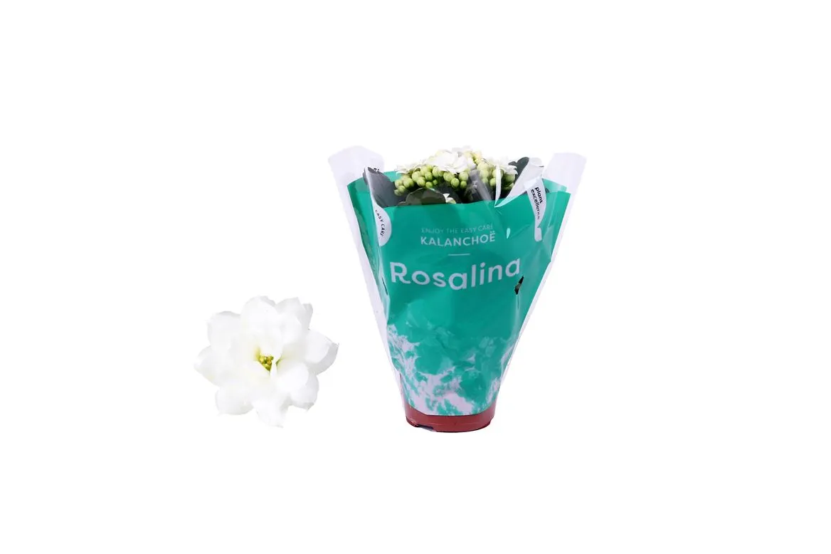 Kalanchoe Rosalina Wit • črepník 6 cm