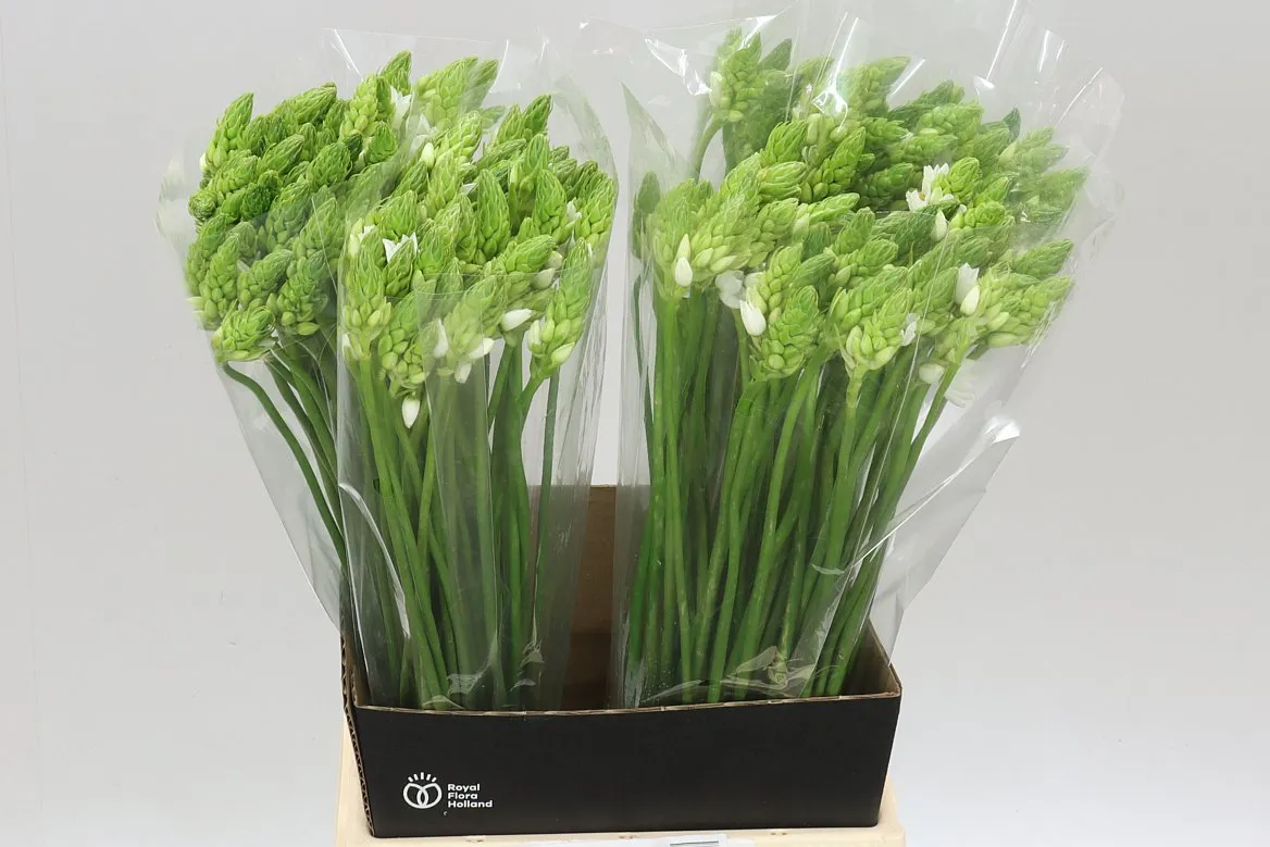 Ornithogalum Thyrsoides • 55 cm