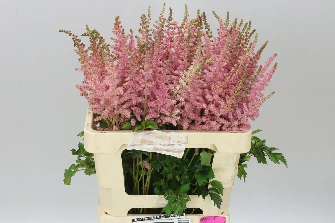 Astilbe Billberry Cake • 60 cm