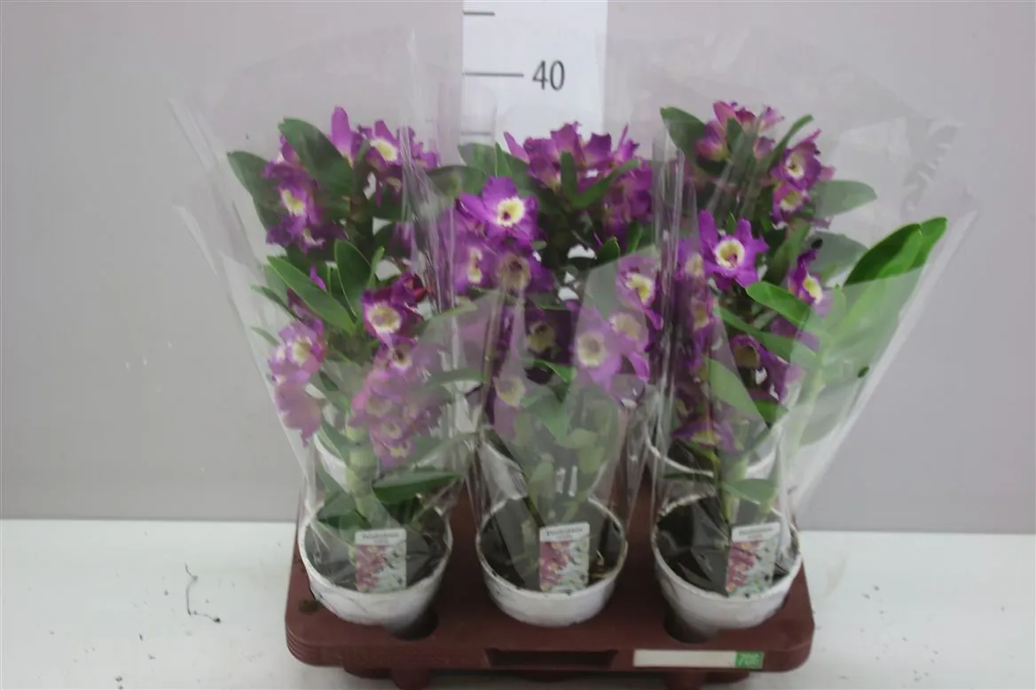 Dendrobium Nobilee Lila 1 Tak • črepník 12 cm