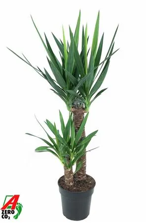 Yucca 60-30 • črepník 21 cm