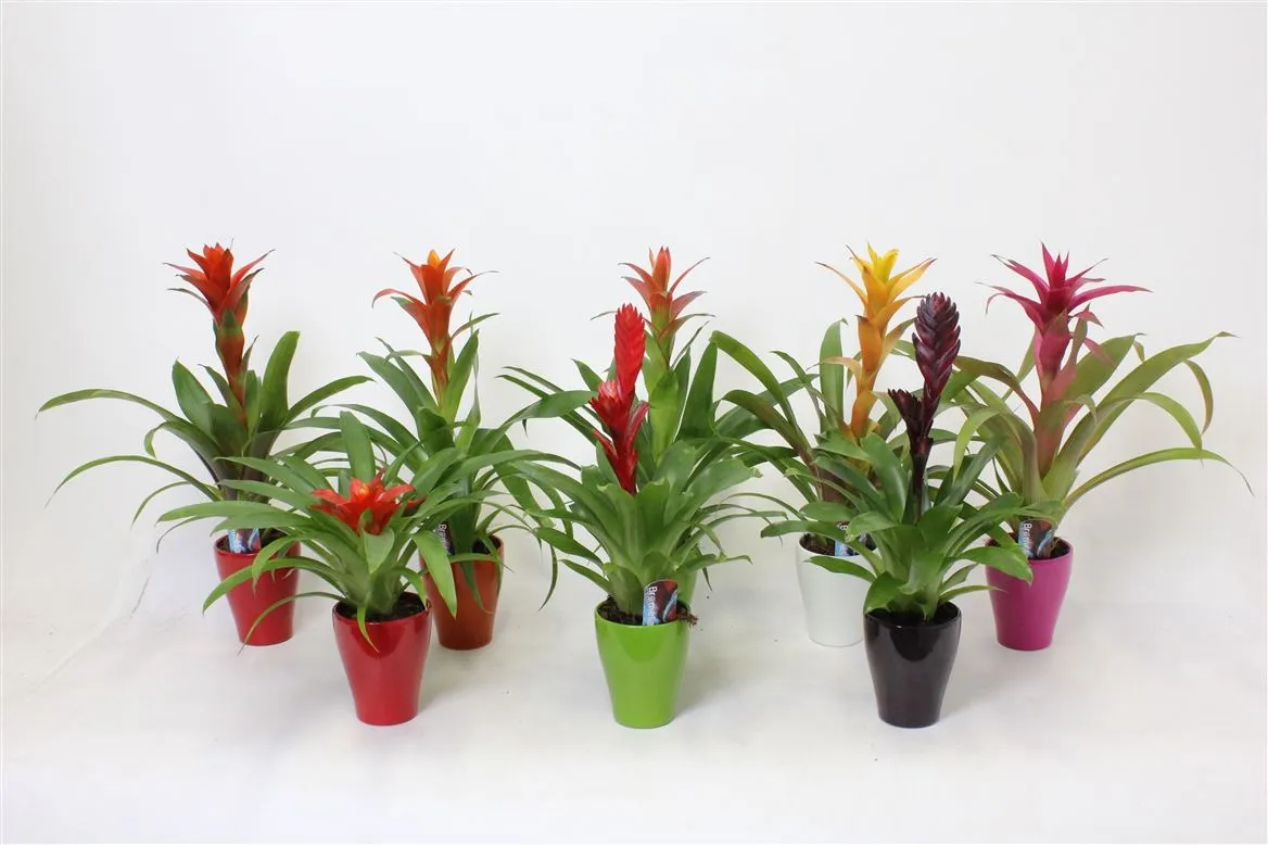 Bromelia Mix In Carly Keramiek • črepník 10 cm
