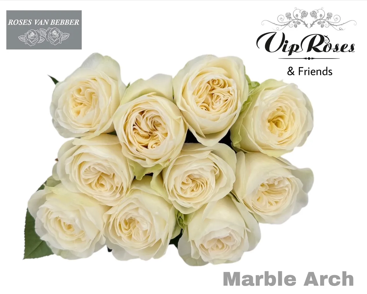 R Gr Marble Arch • 50 cm