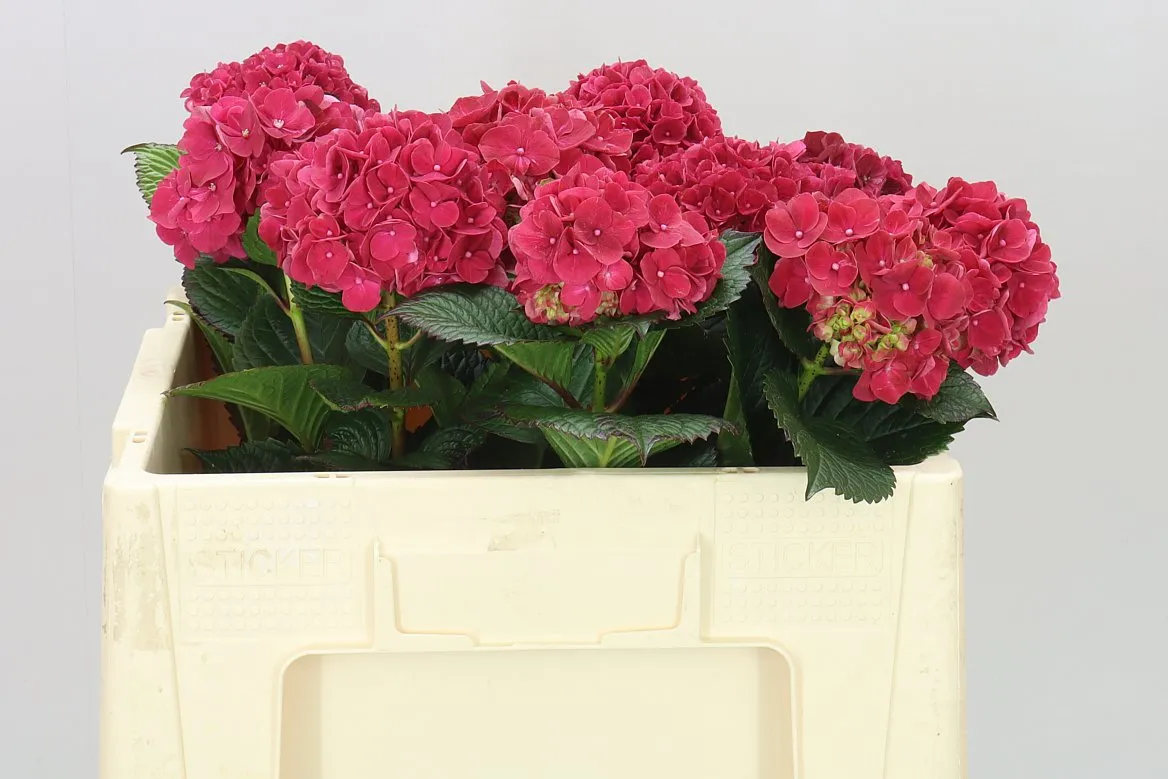 Hortenzia Ruby Pink • 50 cm