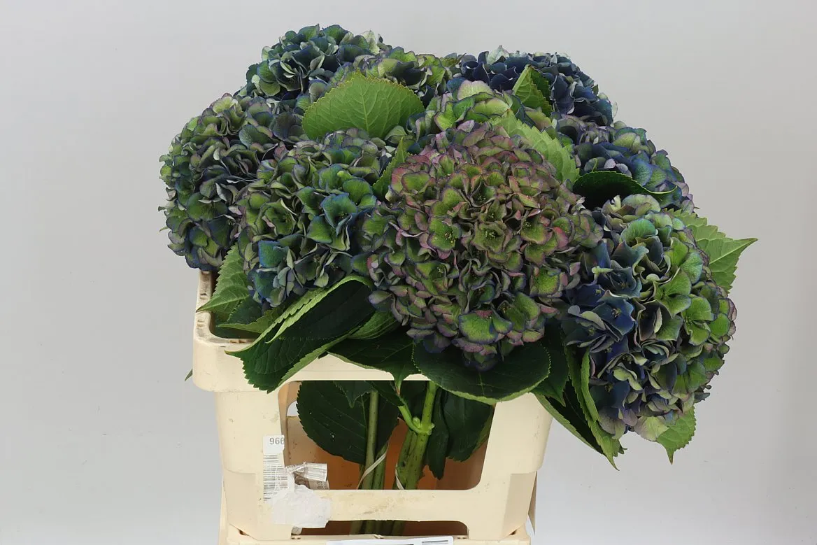 Hortenzia King Classic • 60 cm