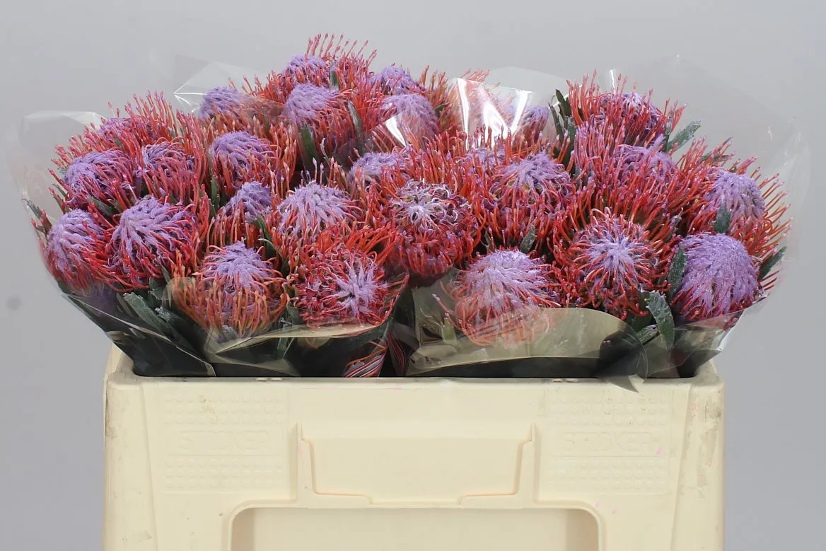 Leucospermum farbené Lilac • 50 cm